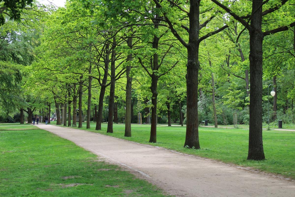 road with trees