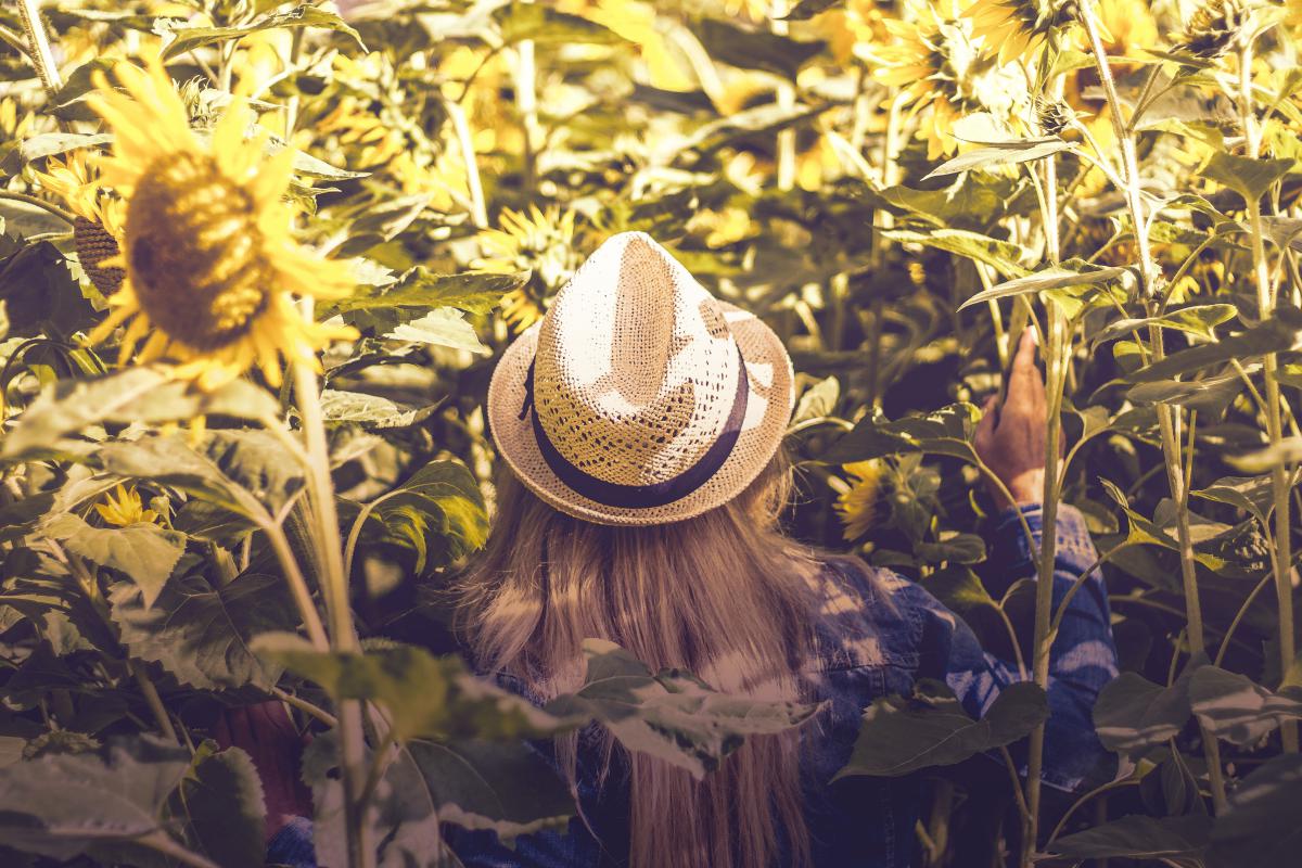 woman with hat in sunflowers