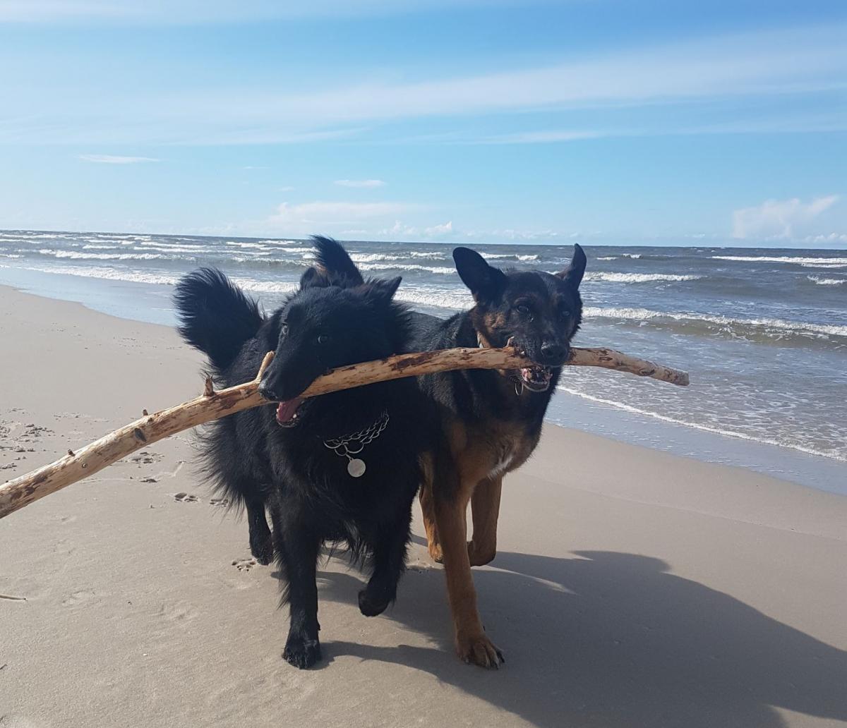 dogs playing with piece of wood on the beach