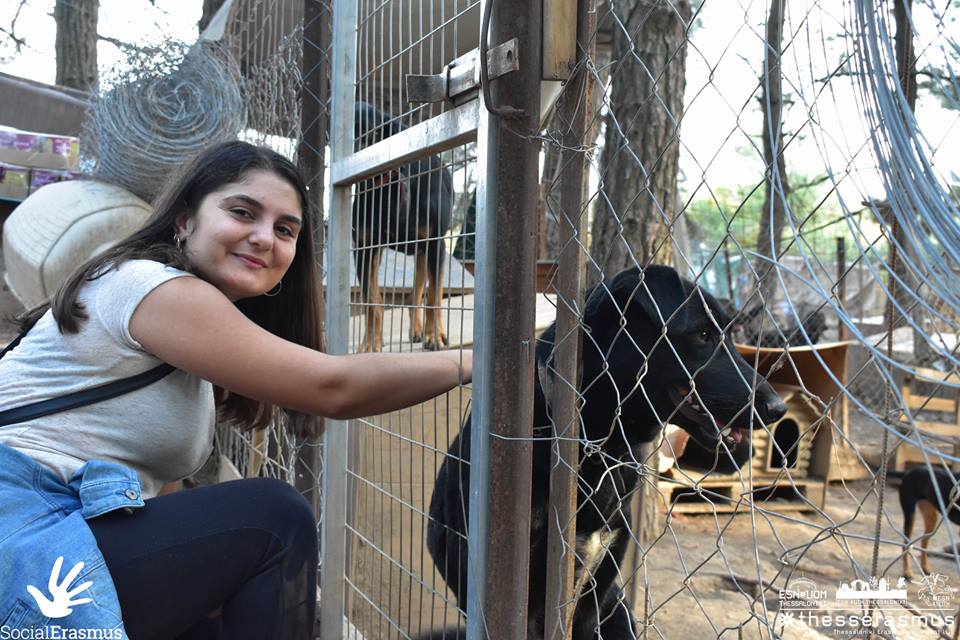 woman with dogs behind a fence