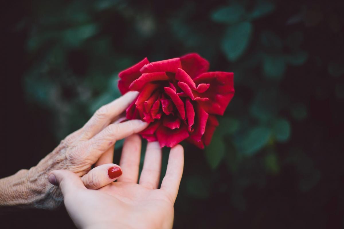 red rose with hands