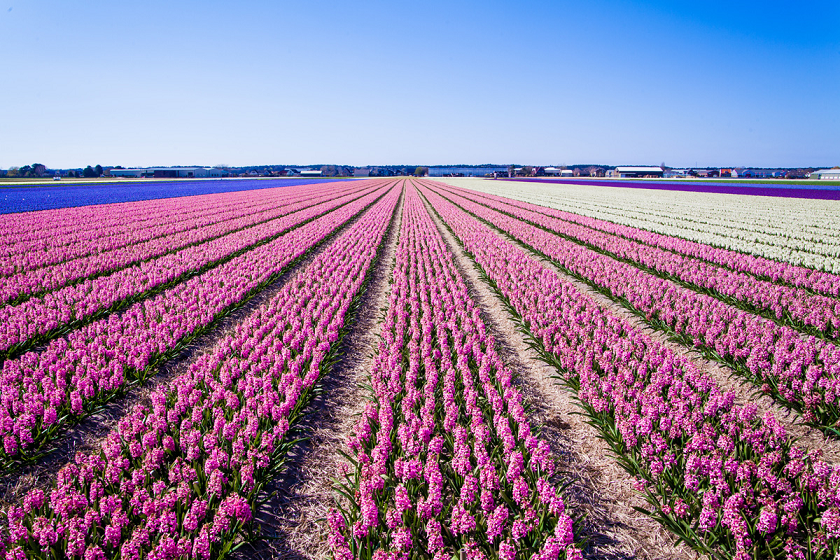 Champs de tulipes, Pays-Bas