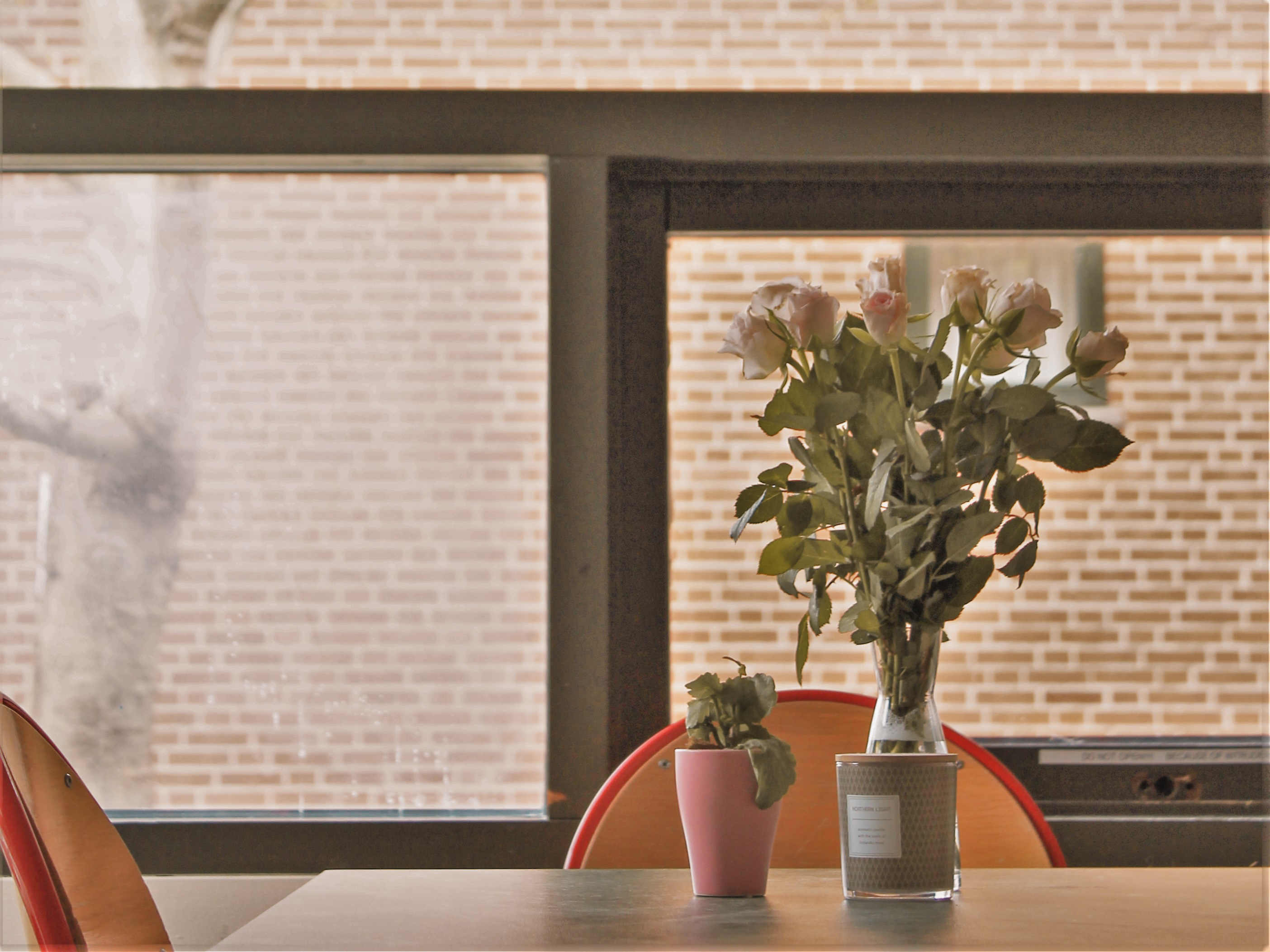 plant on table