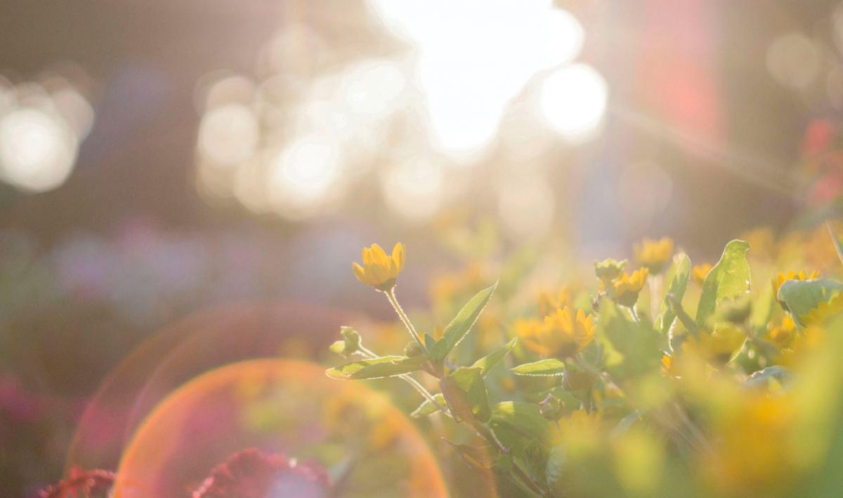 flower in sunshine