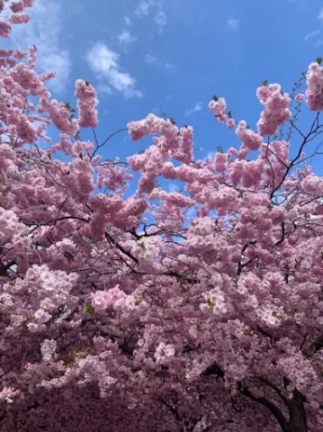 Cherry blossoms