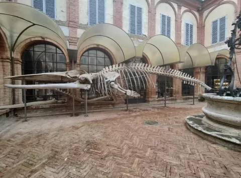 A courtyard with a big skeleton of a fin whale. In the corner there is a well.