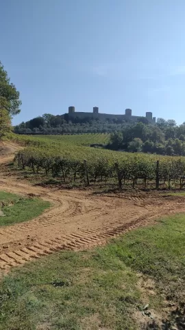 A wineyard and a sandy path with a medieval city on a hill in the background (view on the Monteriggioni)